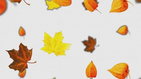 LOOP falling Yellow Autumn Leaves. ALPHA channel.  can be used:visual effects, m Stock Footage 250560206