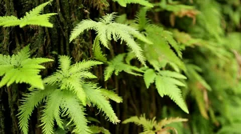 Loop: Ferns growing on tree trunk, rainforest Stock Footage 21831005