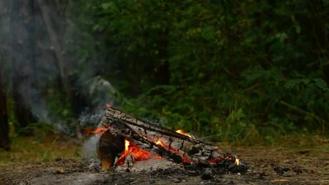 Loop of Firewood Burning in Forest Campfire with Crackling Audio Video stock 342504288