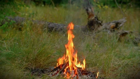 Loop of Firewood Burning in Woodland Campfire with Audio 動画素材 342788022