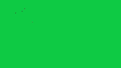Loop flock of real birds flying isolated on chroma key green screen background Stock Footage 299901512
