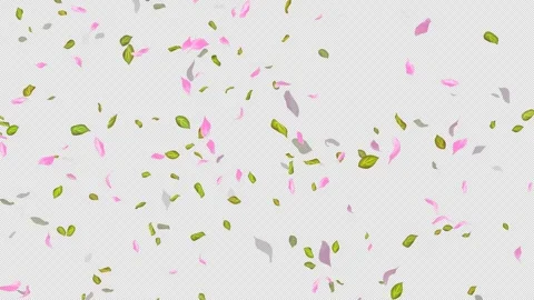 Loop Flying petals and leaves on Transparent Background. Alpha Channel. Matte Stock Footage 277636830