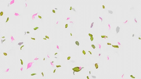 Loop Flying petals and leaves on Transparent Background. Alpha Channel. Matte Stock Footage 277637522