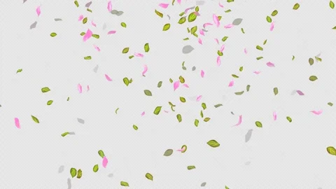 Loop Flying petals and leaves on Transparent Background. Alpha Channel. Matte Stock Footage 277656925