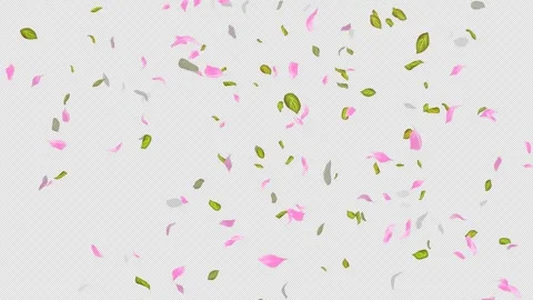 Loop Flying petals and leaves on Transparent Background. Alpha Channel. Matte Stock Footage 277663460