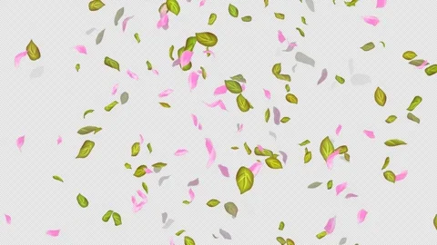 Loop Flying petals and leaves on Transparent Background. Alpha Channel. Matte Stock Footage 277665464