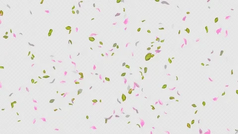 Loop Flying petals and leaves on Transparent Background. Alpha Channel. Matte Stock Footage 277667838