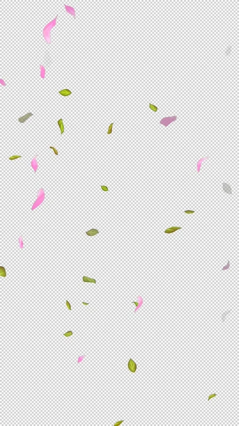 Loop Flying petals and leaves on Transparent Background. Alpha Channel. Matte Stock Footage 277685801