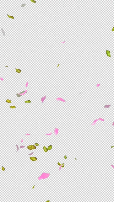 Loop Flying petals and leaves on Transparent Background. Alpha Channel. Matte Stock Footage 277686220
