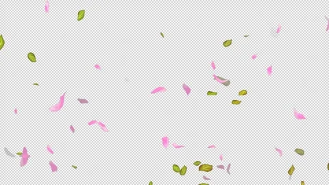 Loop Flying petals and leaves on Transparent Background. Alpha Channel. Matte Stock Footage 277773599