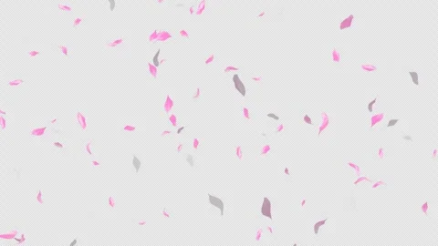 Loop Flying Sakura on Transparent Background. Blossom. Cherry. Alpha Channel Stock Footage 277644815