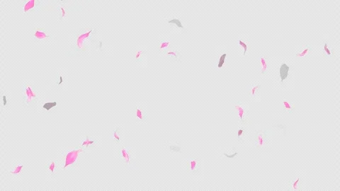 Loop Flying Sakura on Transparent Background. Blossom. Cherry. Alpha Channel Stock Footage 277645097