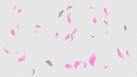 Loop Flying Sakura on Transparent Background. Blossom. Cherry. Alpha Channel Stock Footage 277645378