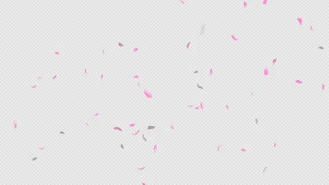 Loop Flying Sakura on Transparent Background. Blossom. Cherry. Alpha Channel Stock Footage 277645479