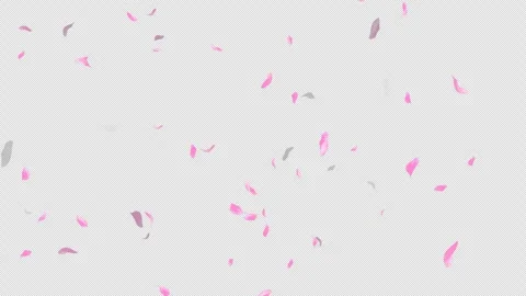 Loop Flying Sakura on Transparent Background. Blossom. Cherry. Alpha Channel Stock Footage 277645712