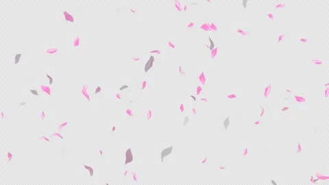 Loop Flying Sakura on Transparent Background. Blossom. Cherry. Alpha Channel Stock Footage 277654756