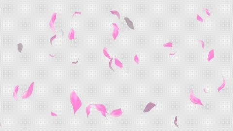 Loop Flying Sakura on Transparent Background. Blossom. Cherry. Alpha Channel Stock Footage 277655680