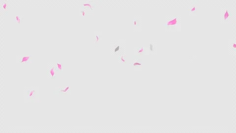 Loop Flying Sakura on Transparent Background. Blossom. Cherry. Alpha Channel Stock Footage 277680637
