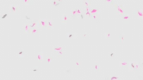 Loop Flying Sakura on Transparent Background. Blossom. Cherry. Alpha Channel Stock Footage 277681179