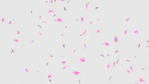 Loop Flying Sakura on Transparent Background. Blossom. Cherry. Alpha Channel Stock Footage 277682022
