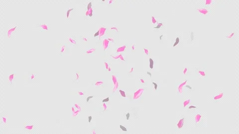 Loop Flying Sakura on Transparent Background. Blossom. Cherry. Alpha Channel Stock Footage 277682362