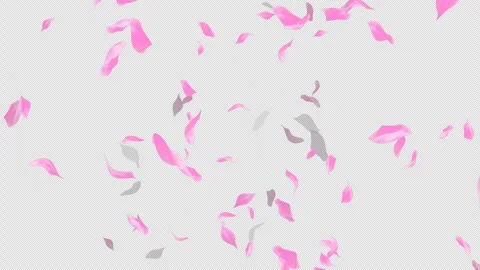 Loop Flying Sakura on Transparent Background. Blossom. Cherry. Alpha Channel Stock Footage 277682766