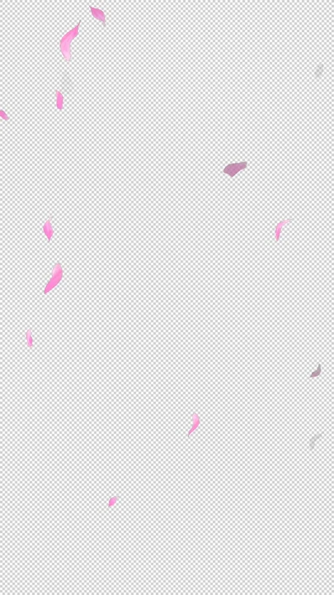 Loop Flying Sakura on Transparent Background. Blossom. Cherry. Alpha Channel Stock Footage 277686272