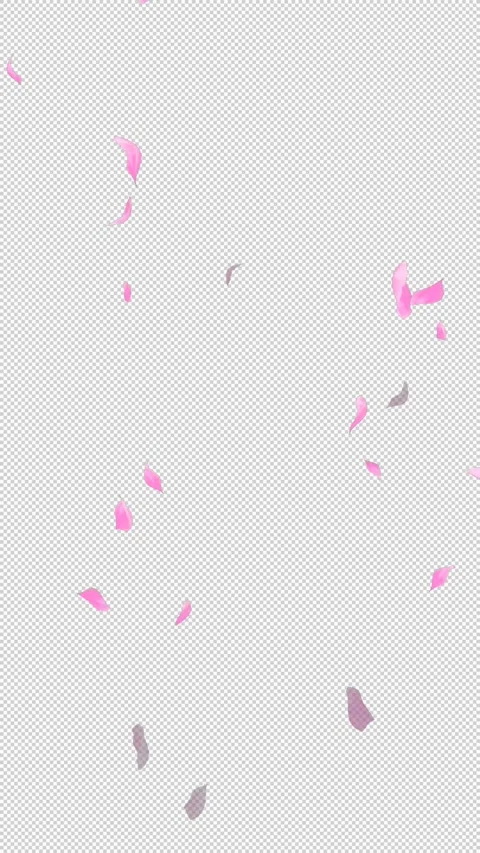 Loop Flying Sakura on Transparent Background. Blossom. Cherry. Alpha Channel Stock Footage 277686317