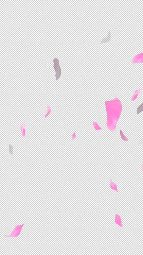 Loop Flying Sakura on Transparent Background. Blossom. Cherry. Alpha Channel Stock Footage 277686376
