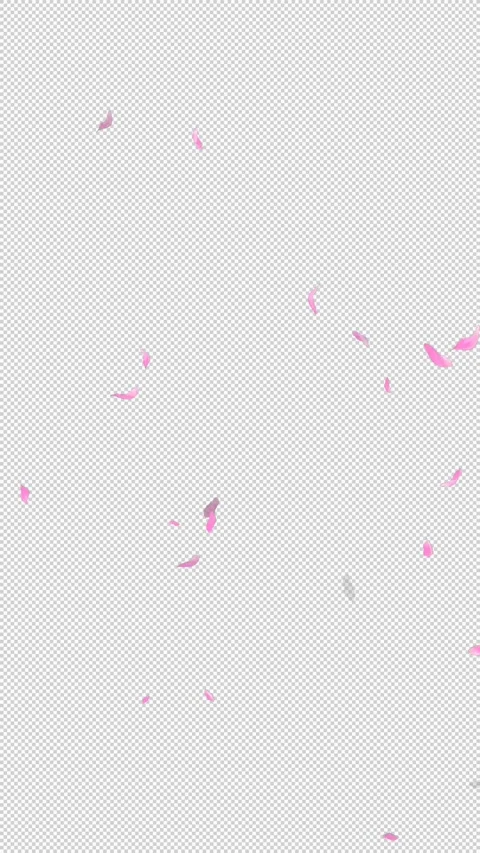 Loop Flying Sakura on Transparent Background. Blossom. Cherry. Alpha Channel Stock Footage 277686406