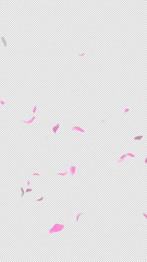 Loop Flying Sakura on Transparent Background. Blossom. Cherry. Alpha Channel Stock Footage 277686449