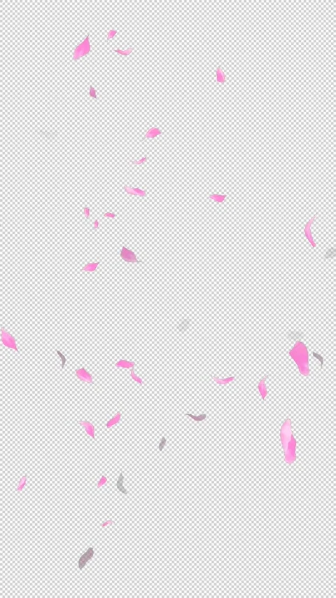Loop Flying Sakura on Transparent Background. Blossom. Cherry. Alpha Channel Stock Footage 277686528