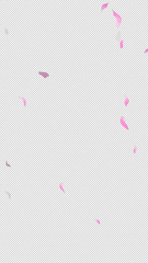 Loop Flying Sakura on Transparent Background. Blossom. Cherry. Alpha Channel Stock Footage 277687271