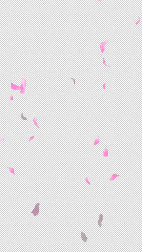 Loop Flying Sakura on Transparent Background. Blossom. Cherry. Alpha Channel Stock Footage 277687337