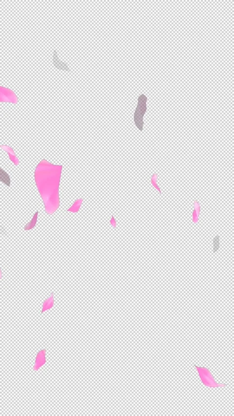 Loop Flying Sakura on Transparent Background. Blossom. Cherry. Alpha Channel Stock Footage 277687400