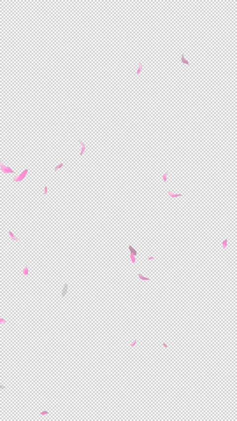 Loop Flying Sakura on Transparent Background. Blossom. Cherry. Alpha Channel Stock Footage 277687424