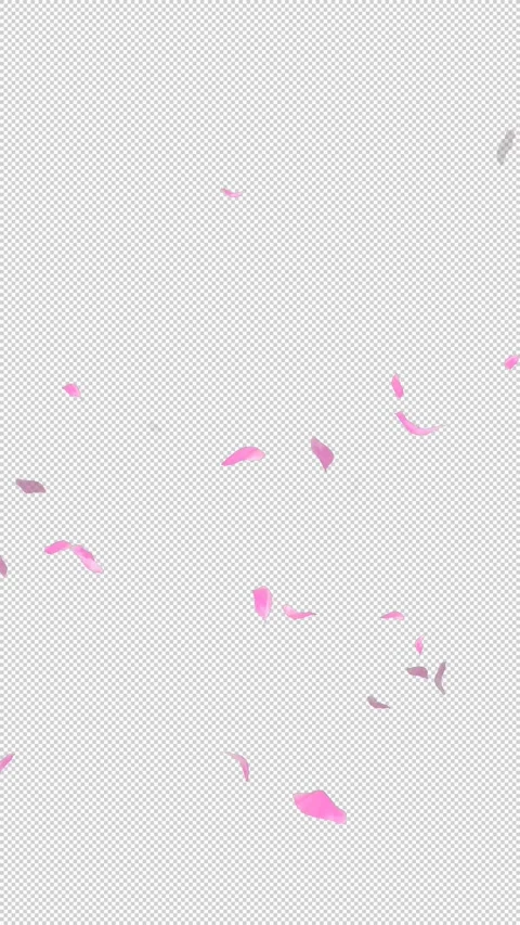 Loop Flying Sakura on Transparent Background. Blossom. Cherry. Alpha Channel Stock Footage 277687459