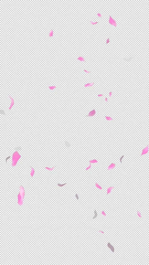 Loop Flying Sakura on Transparent Background. Blossom. Cherry. Alpha Channel Stock Footage 277687591