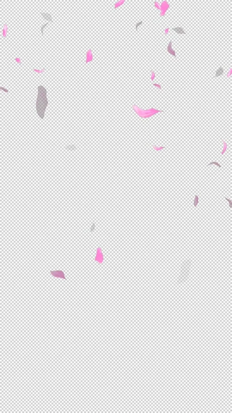 Loop Flying Sakura on Transparent Background. Blossom. Cherry. Alpha Channel Stock Footage 277770994