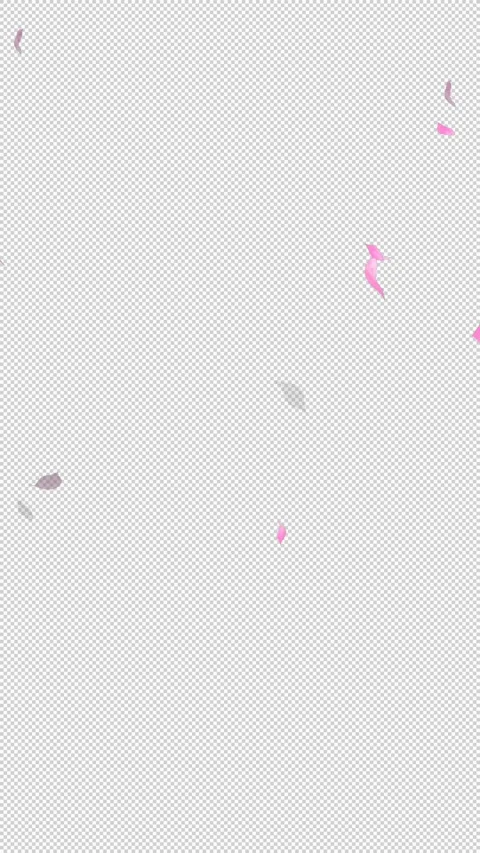 Loop Flying Sakura on Transparent Background. Blossom. Cherry. Alpha Channel Stock Footage 277771369