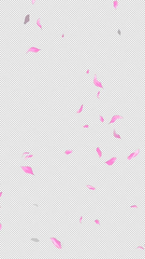 Loop Flying Sakura on Transparent Background. Blossom. Cherry. Alpha Channel Stock Footage 277771460