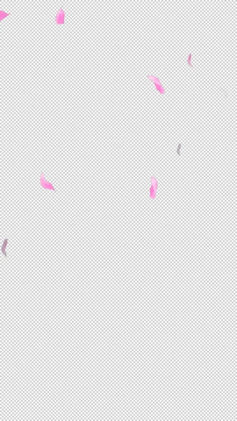 Loop Flying Sakura on Transparent Background. Blossom. Cherry. Alpha Channel Stock Footage 277771496