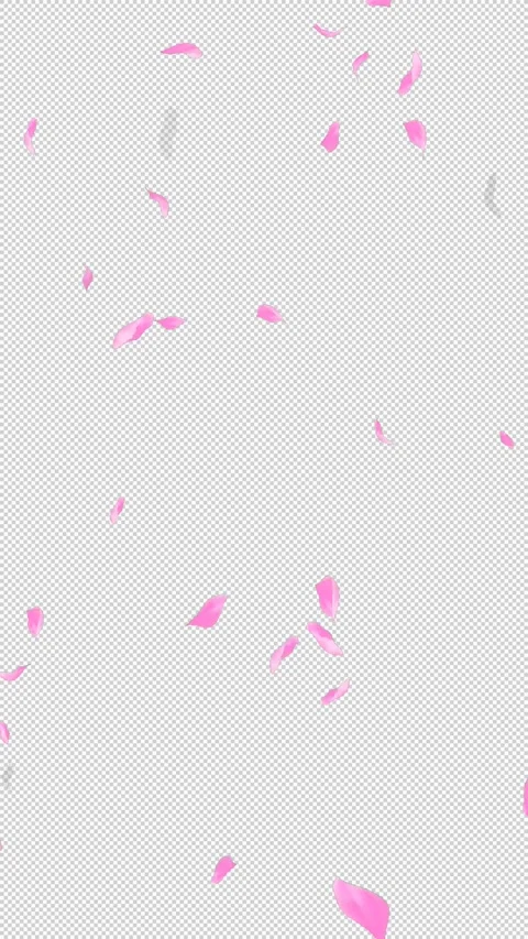 Loop Flying Sakura on Transparent Background. Blossom. Cherry. Alpha Channel Stock Footage 277771519