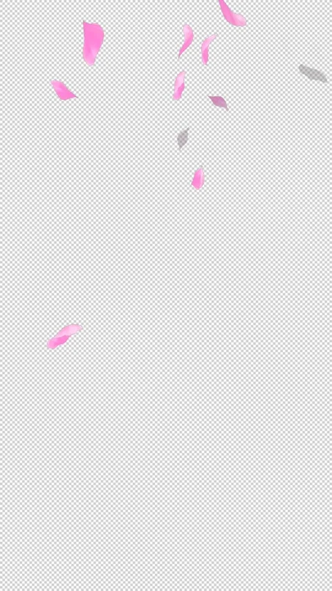 Loop Flying Sakura on Transparent Background. Blossom. Cherry. Alpha Channel Stock Footage 277771566