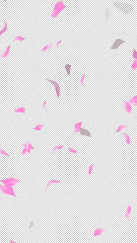 Loop Flying Sakura on Transparent Background. Blossom. Cherry. Alpha Channel Stock Footage 277771681
