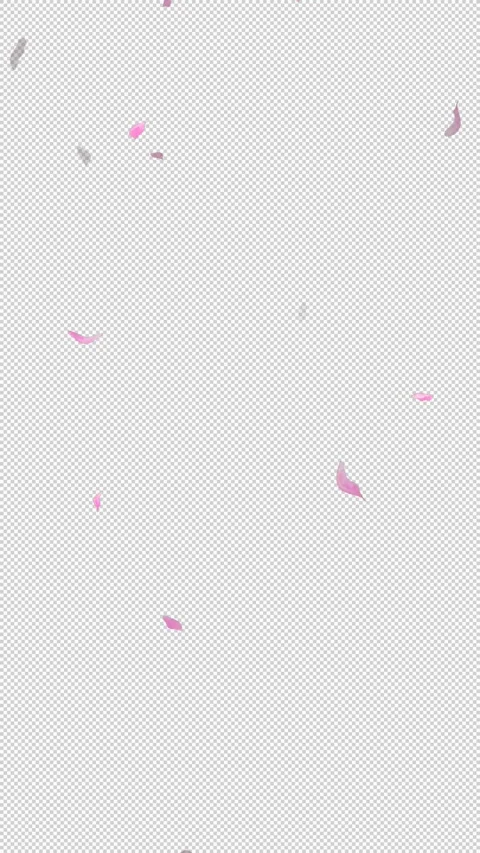 Loop Flying Sakura on Transparent Background. Blossom. Cherry. Alpha Channel Stock Footage 277771705