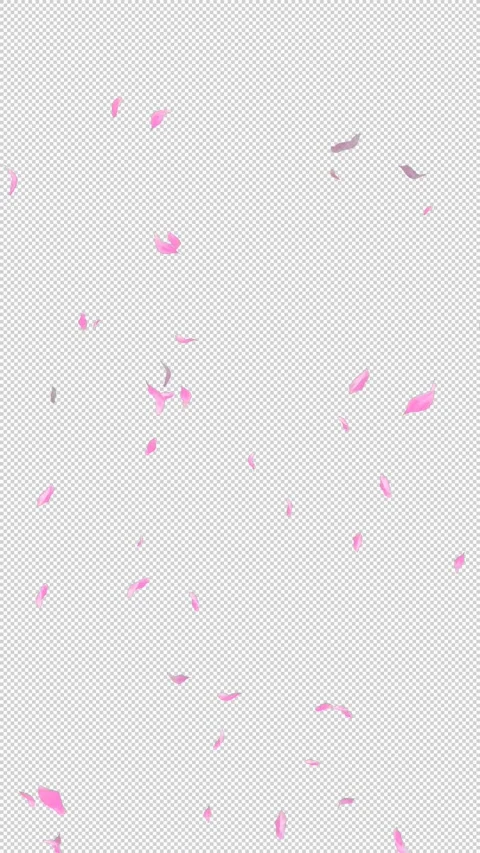 Loop Flying Sakura on Transparent Background. Blossom. Cherry. Alpha Channel Stock Footage 277771751