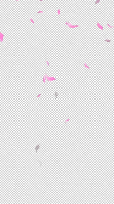Loop Flying Sakura on Transparent Background. Blossom. Cherry. Alpha Channel Stock Footage 277771795