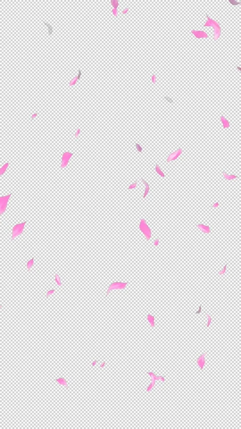 Loop Flying Sakura on Transparent Background. Blossom. Cherry. Alpha Channel Stock Footage 277771872