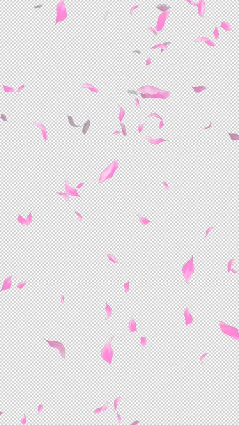 Loop Flying Sakura on Transparent Background. Blossom. Cherry. Alpha Channel Stock Footage 277772035